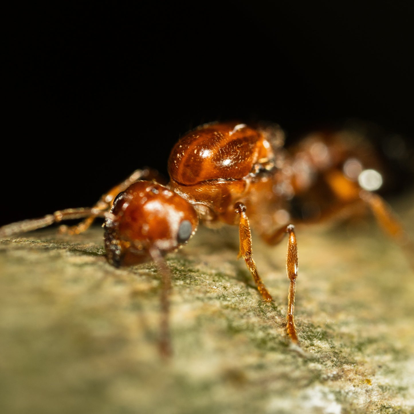 Crematogaster cf. zavattarii