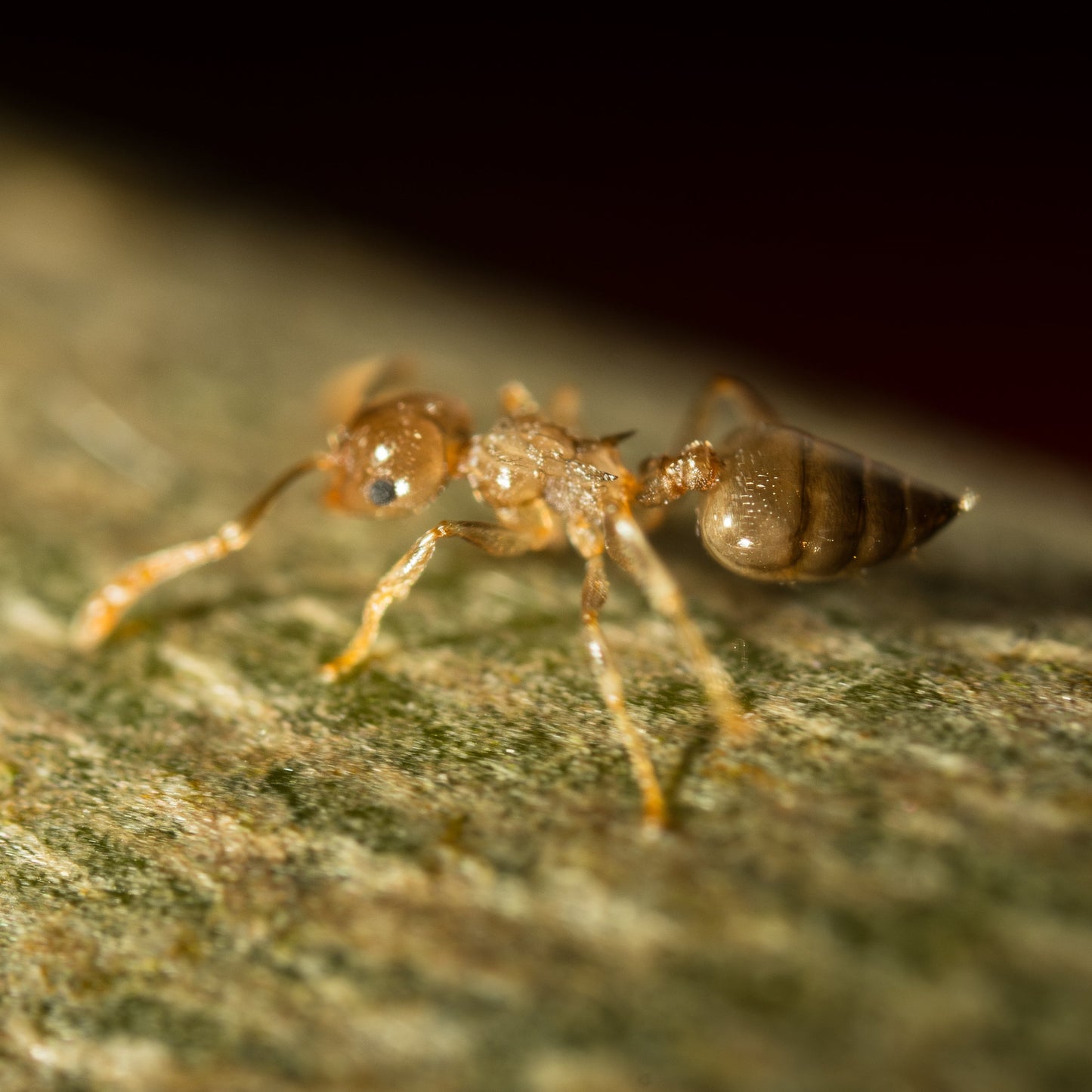 Crematogaster cf. zavattarii