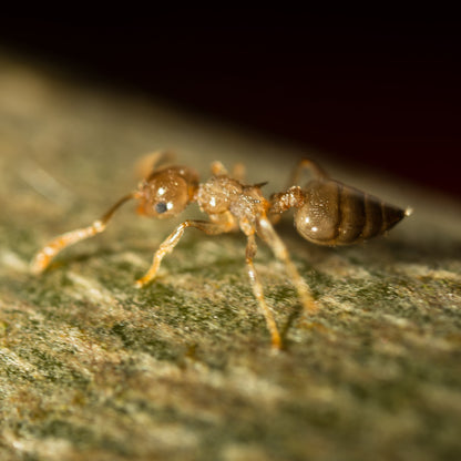Crematogaster cf. zavattarii