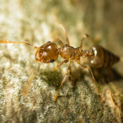 Crematogaster cf. zavattarii