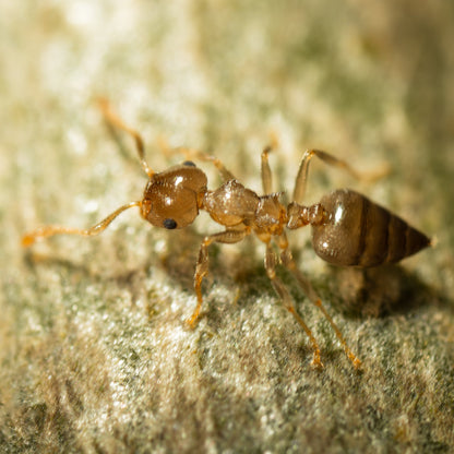 Crematogaster cf. zavattarii