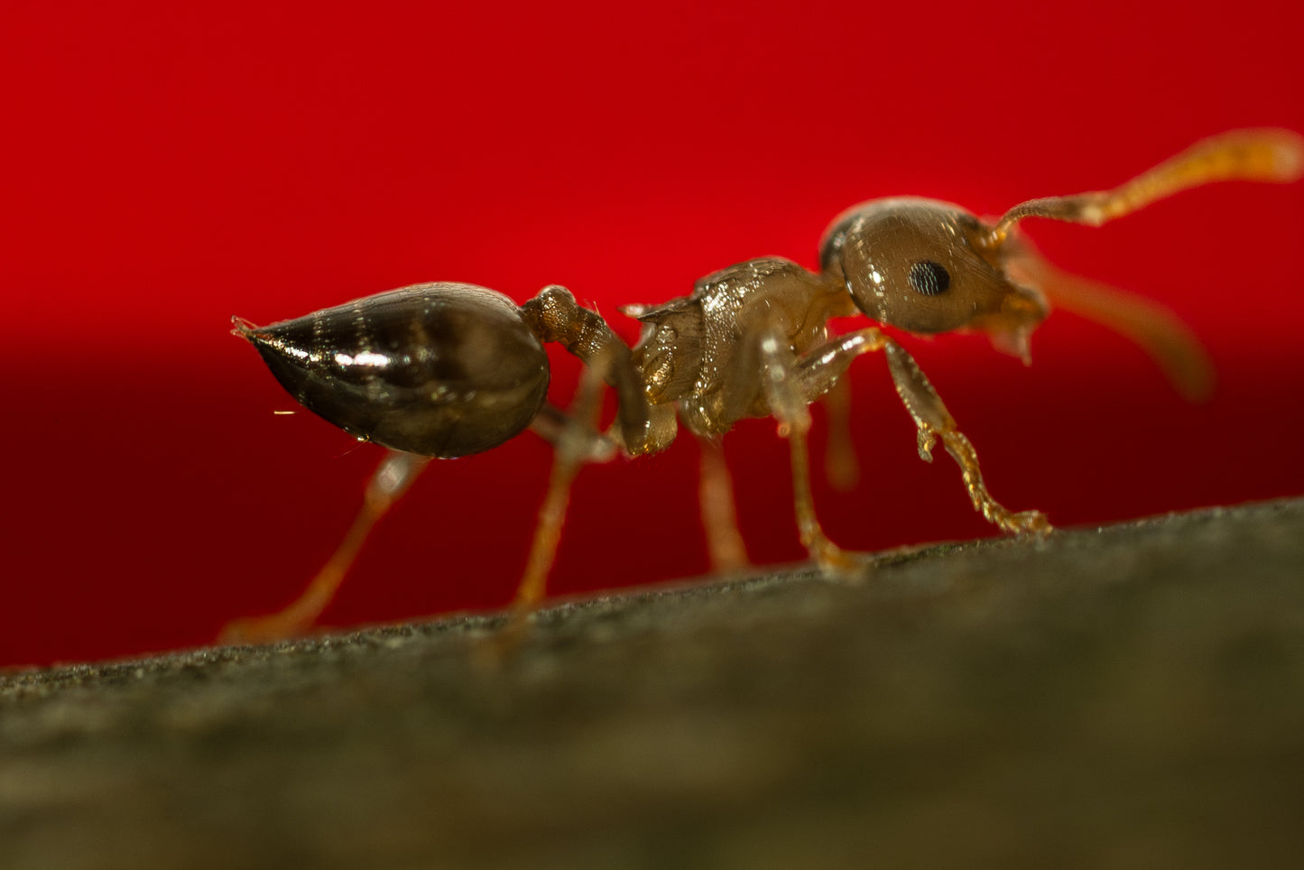 Crematogaster cf. zavattarii