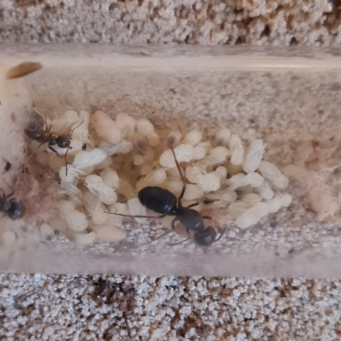 Lasius fuliginosus Koenigin mit Wirtsarbeiterinnen und Brut der Wirtskolonie im Nest