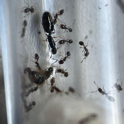 Monomorium chiense zwei Königinnen mit ihren ersten Arbeiterinnen im Nest