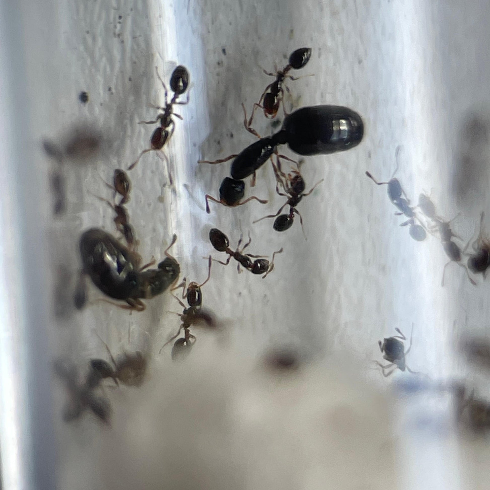 Monomorium chiense Königinnen mit ihren Arbeiterinnen im Nest