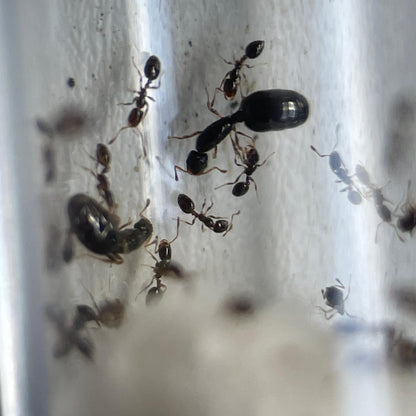 Monomorium chiense Königinnen mit ihren Arbeiterinnen im Nest
