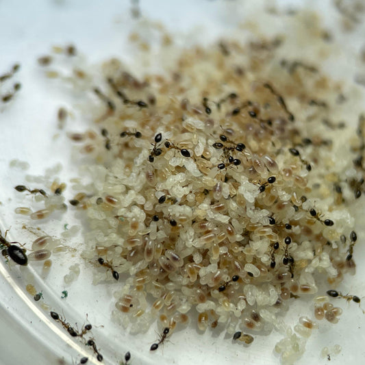 Monomorium floricola Arbeiterinnen bei der Brutpflege