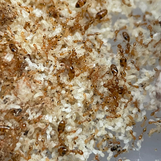 Monomorium_hiten
