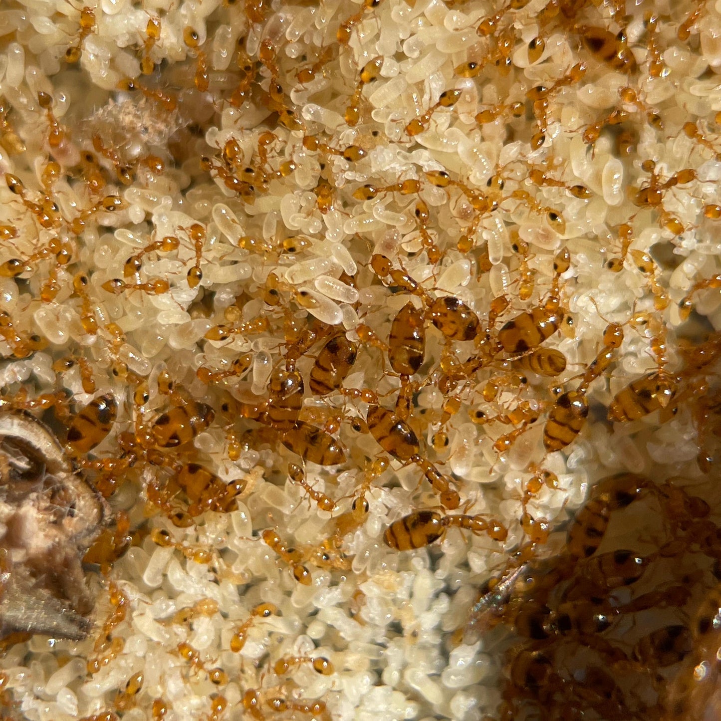 Monomorium hiten Nahaufnahme vom Nest mit vielen Königinnen Arbeiterinnen und Brut