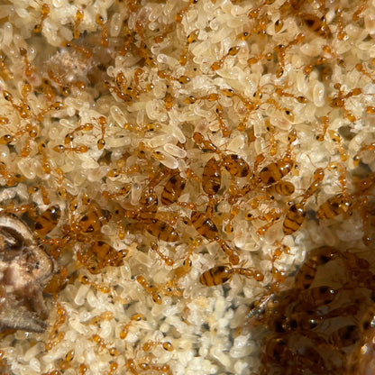 Monomorium hiten Nahaufnahme vom Nest mit vielen Königinnen Arbeiterinnen und Brut