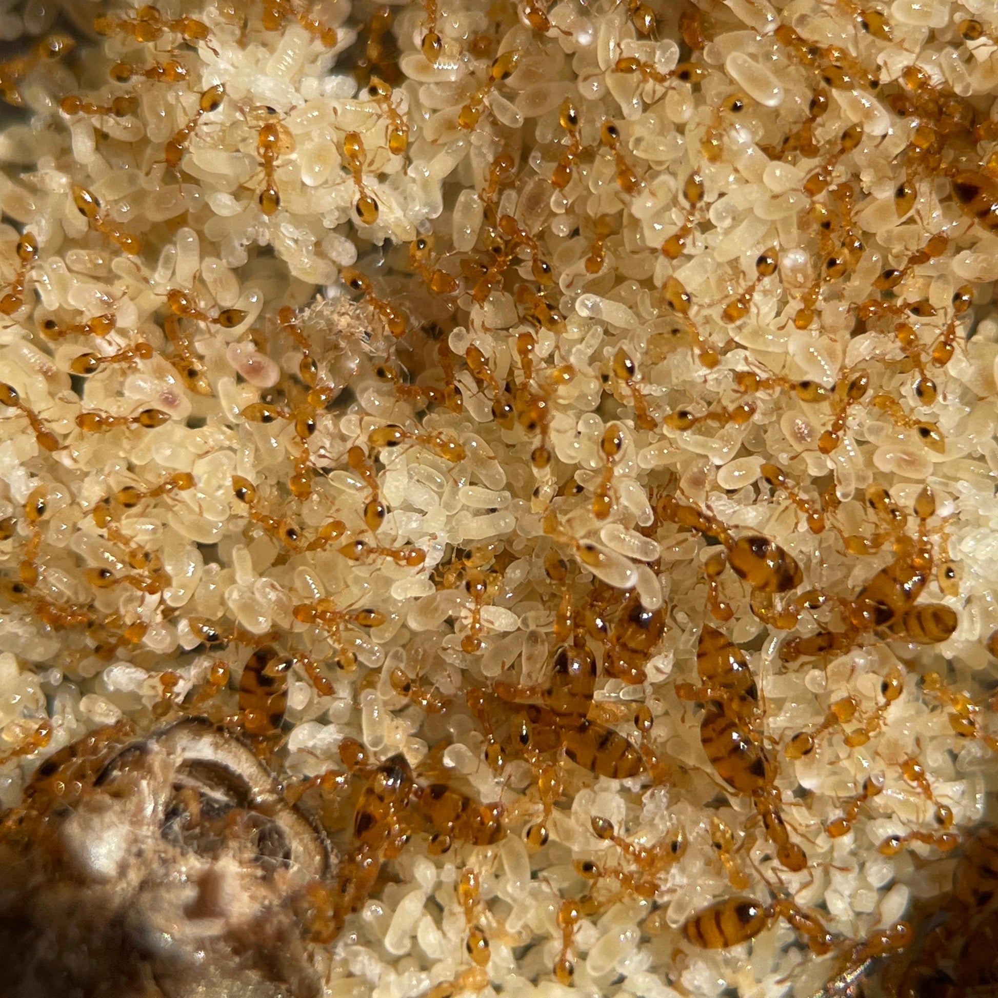 Monomorium hiten Königinnen, Arbeiterinnen und Brut mit eingetragenem Futter