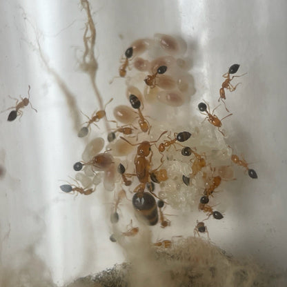 Monomorium intrudens mit Königin und Arbeiterinnen bei der Brutpflege