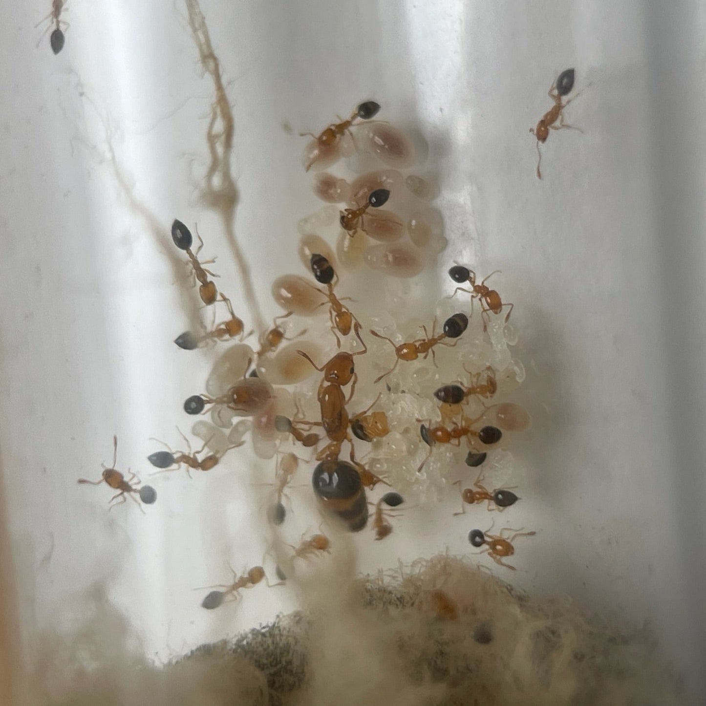 Monomorium intrudens mit vielen larven und Eiern