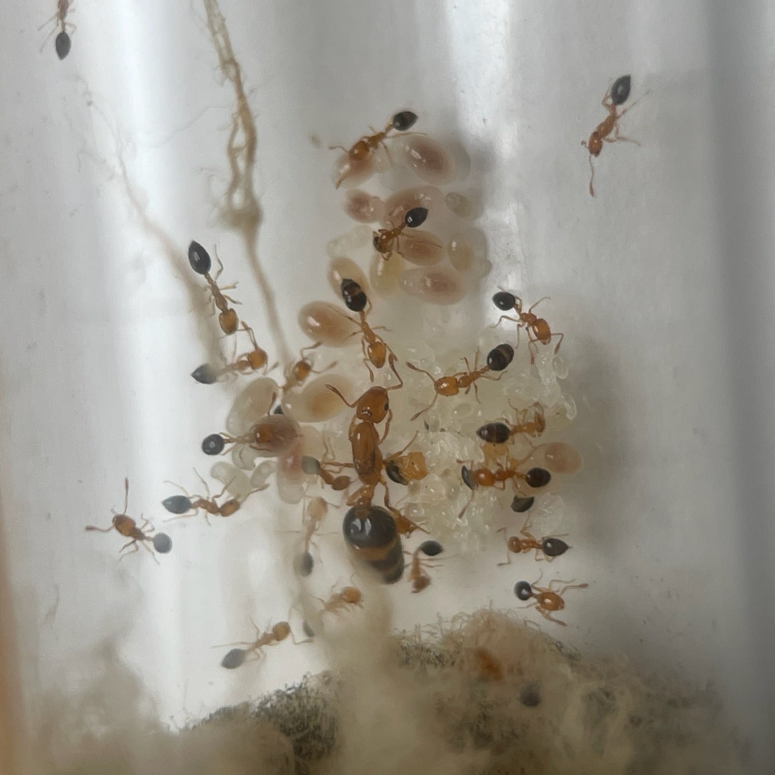 Monomorium intrudens mit vielen larven und Eiern