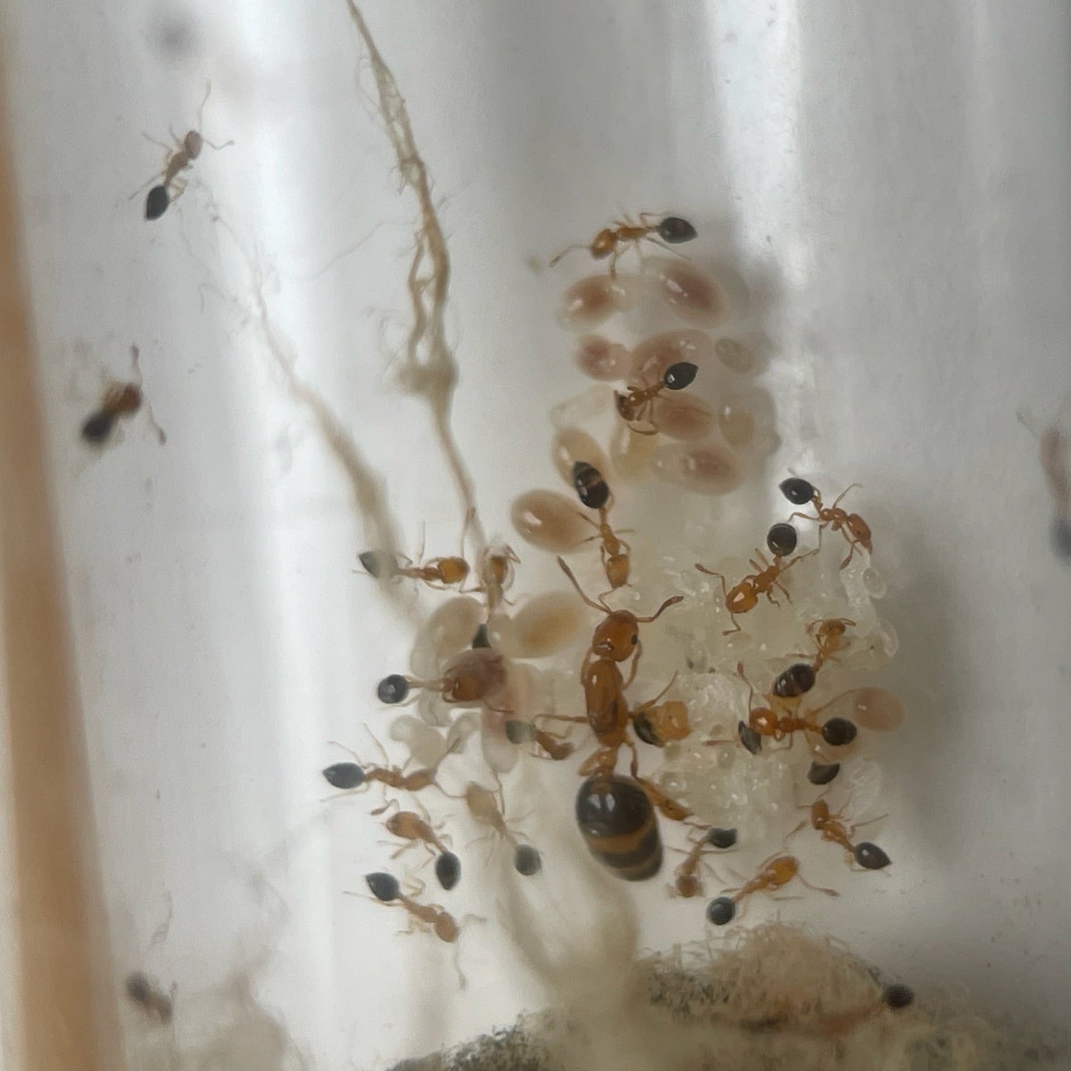 Monomorium intrudens Königin, Arbeiterinnen und Brut in der Nahaufnahme