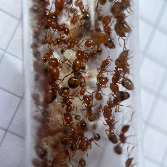 Monomorium latastei mit Königin in der Mitte und sehr vielen Arbeiterinnen im Nest