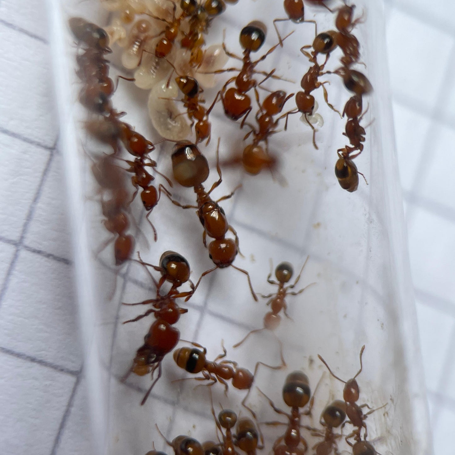 Monomorium latastei Nahaufnahme der Königin in ihrem Nest