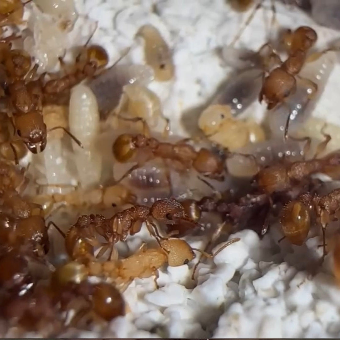 Myrmica cf rubra Nahaufnahme der Arbeiterinnen in ihrem Nest mit Brut