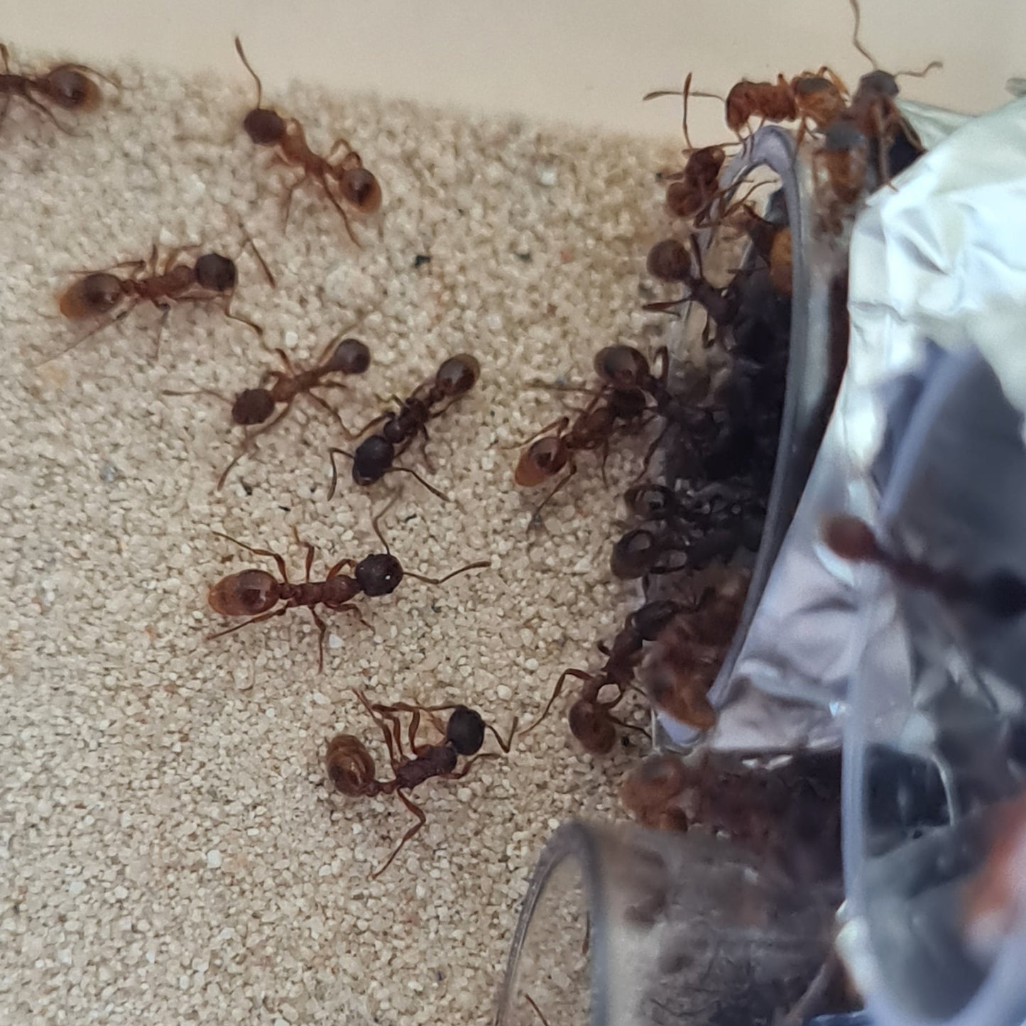 Myrmica cf rubra Kolonie im Außenbereich beim Erkunden der Umgebung