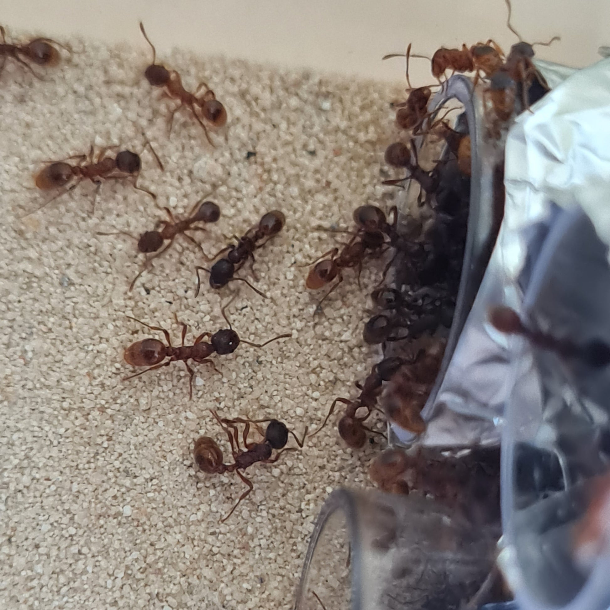 Myrmica cf rubra Kolonie im Außenbereich beim Erkunden der Umgebung