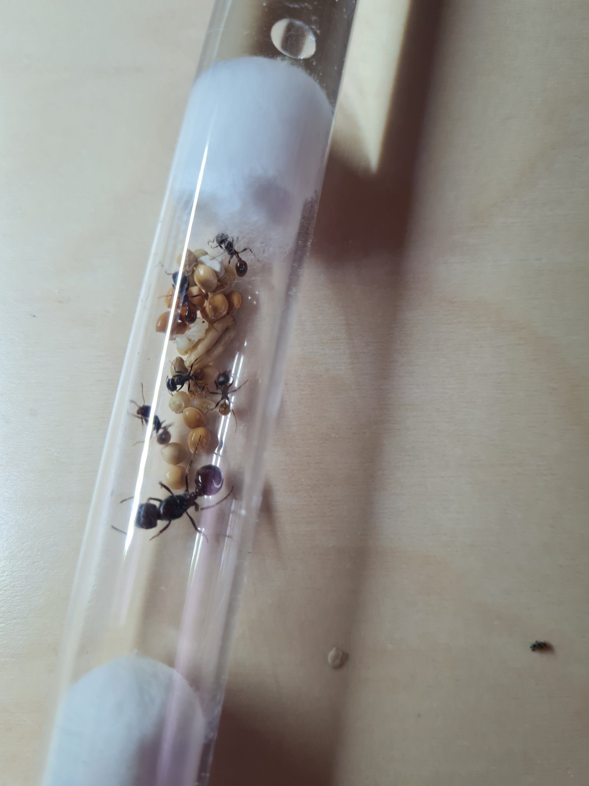 Novomessor cockerelli Königin mit Arbeiterinnen und Körnerlager