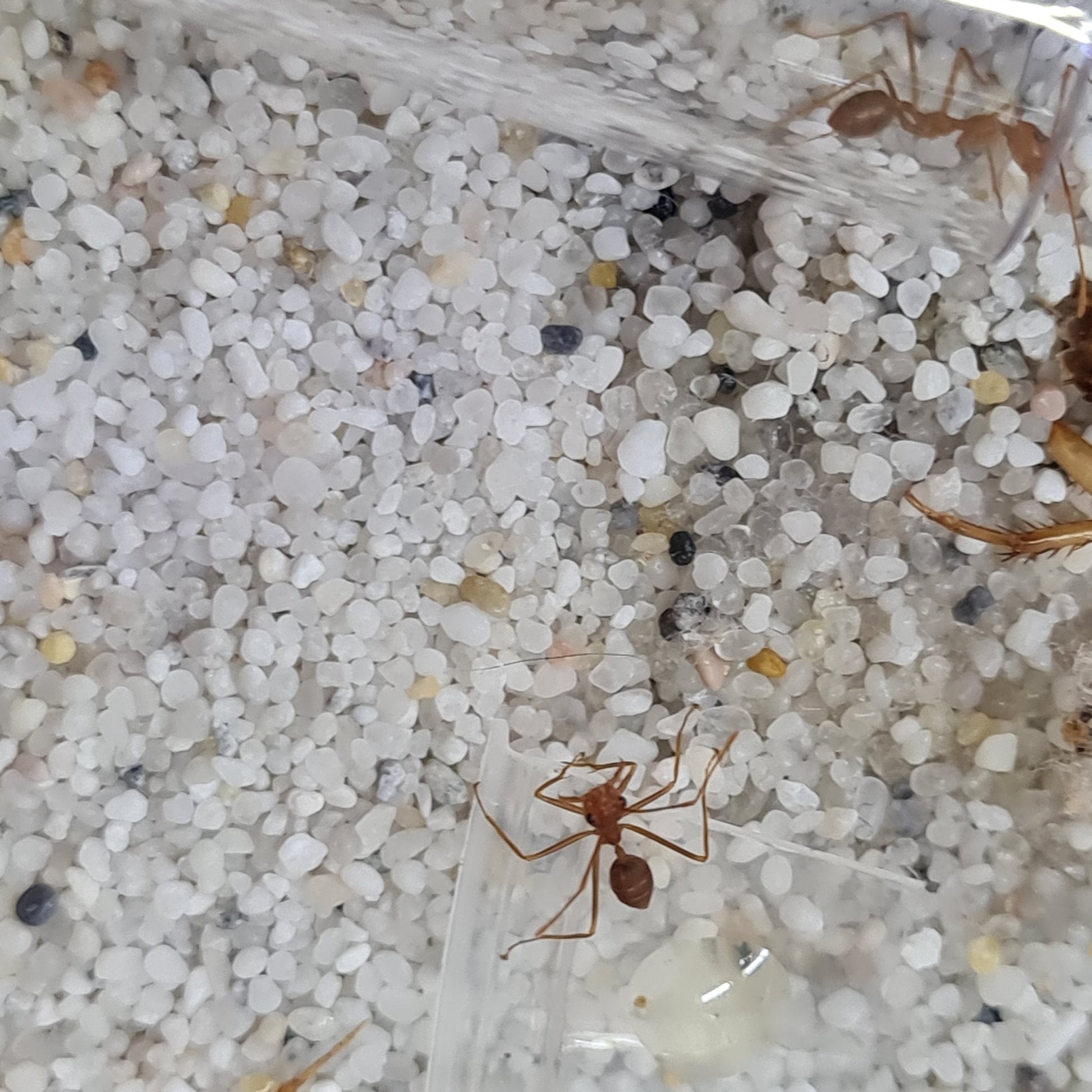 Oecophylla smaragdina Arbeiterinnen in Nahaufnahme auf Kies