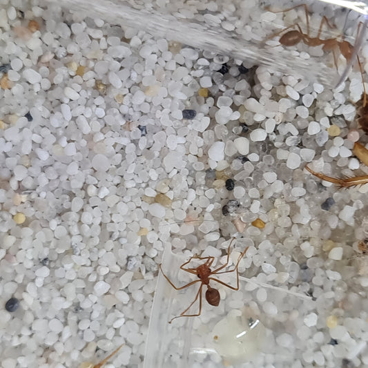 Oecophylla smaragdina Arbeiterinnen in Nahaufnahme auf Kies