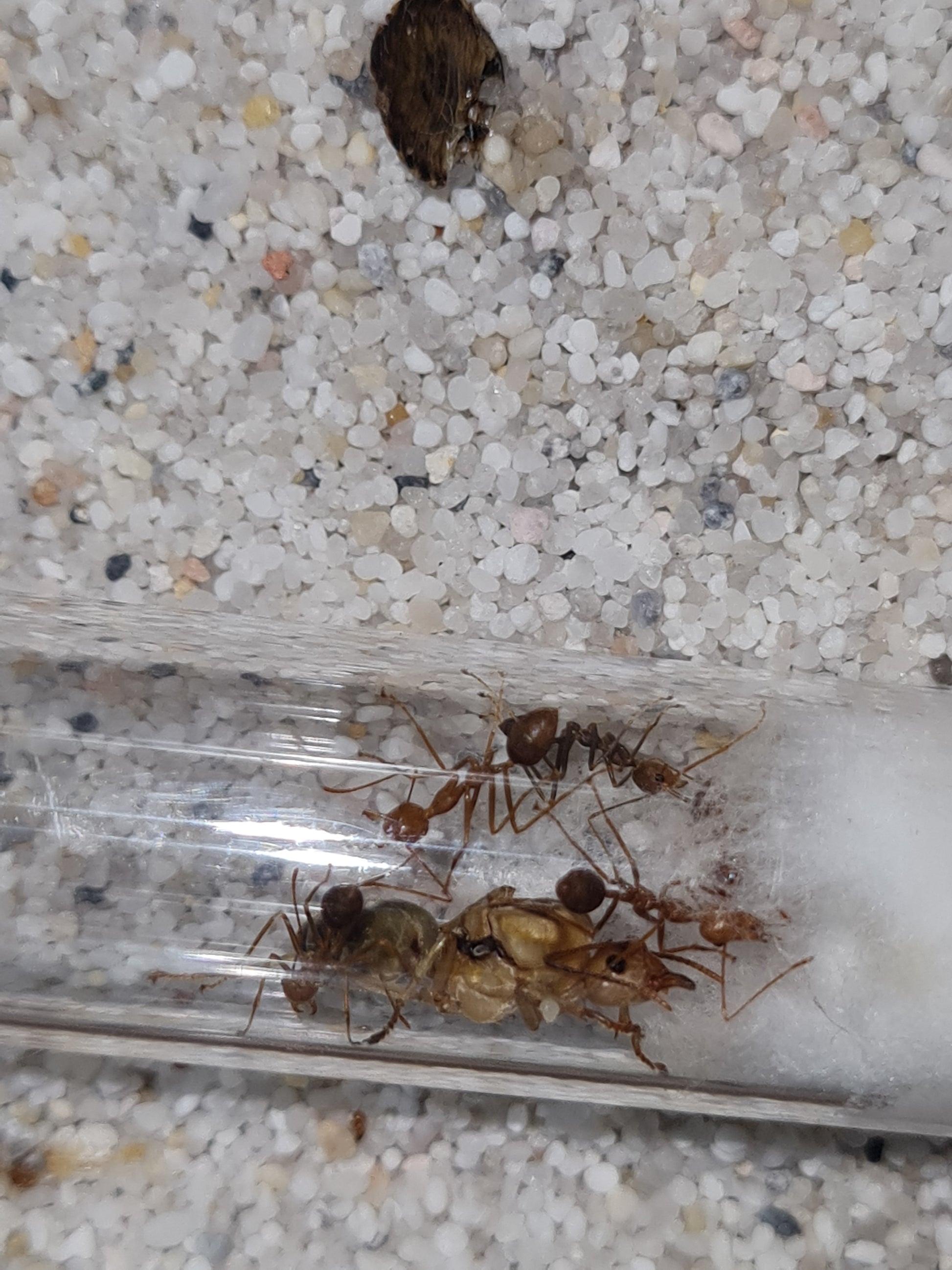 Oecophylla smaragdina Arbeiterinnen im Vordergrund und im Hintergrund die Königin