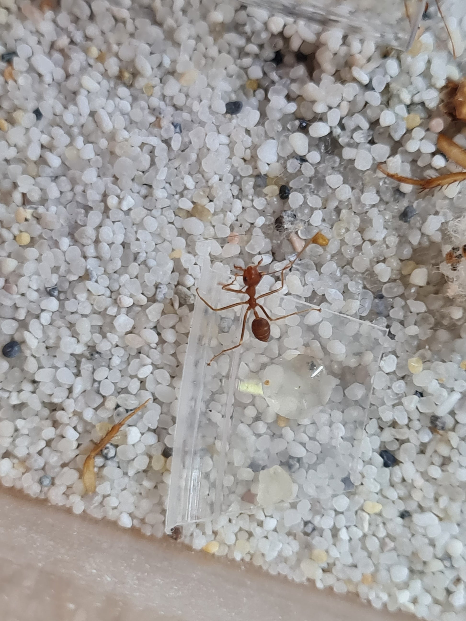 Oecophylla smaragdina Arbeiterin trinkt Honigwasser