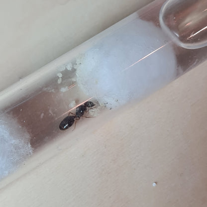 Pheidole pallidula