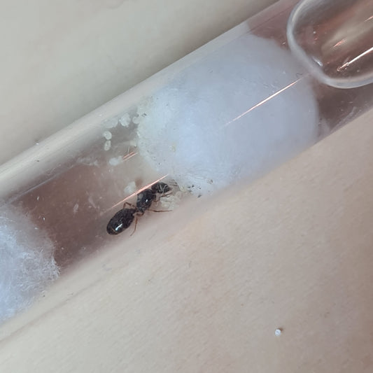 Pheidole pallidula