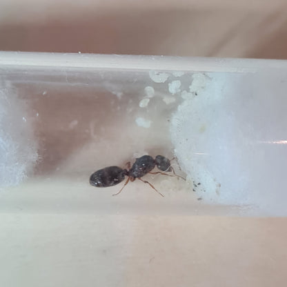 Pheidole pallidula