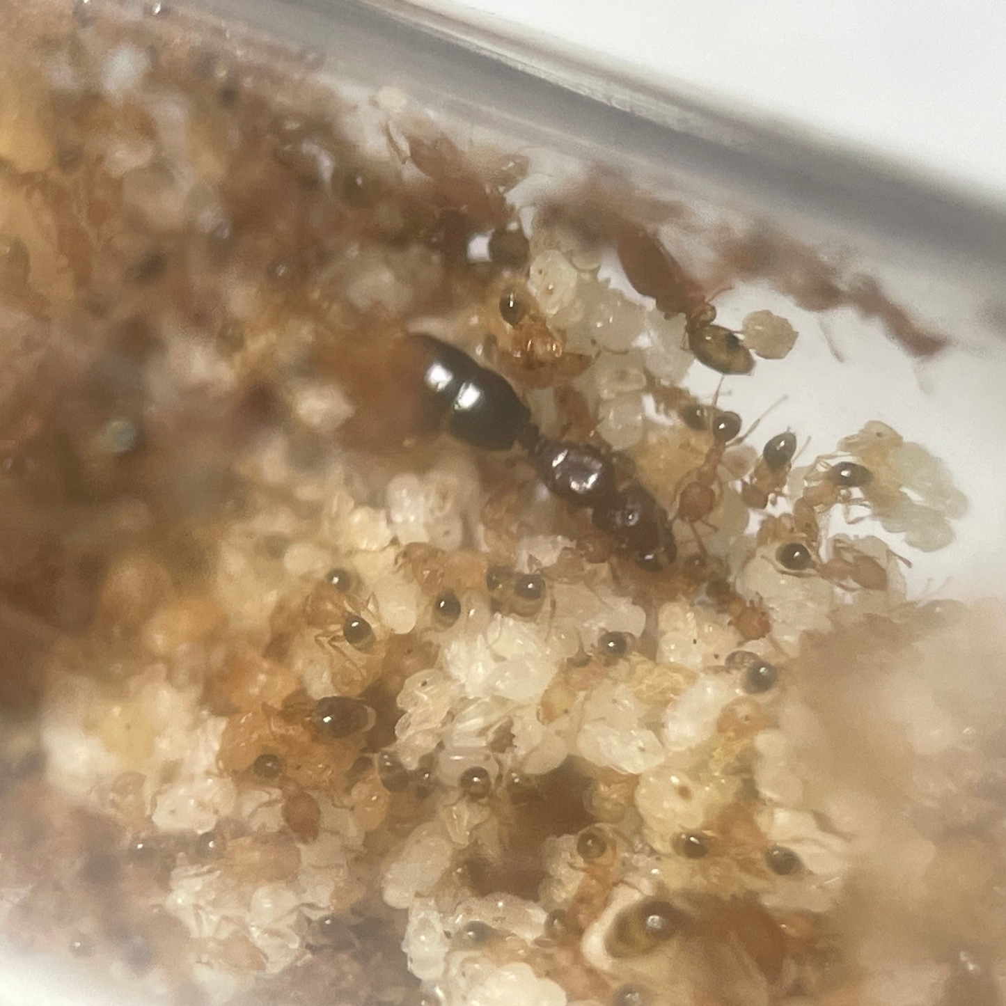 Pheidole parva