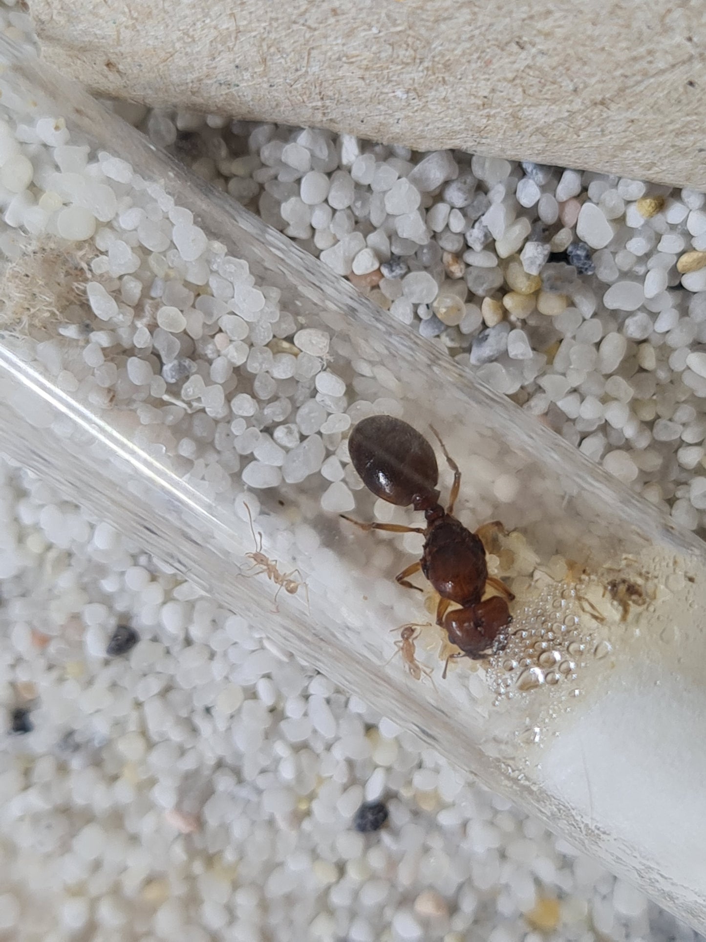 Pheidole militicida Königin Nahaufnahme in ihrem Nest