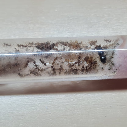 Pheidole_nodus
