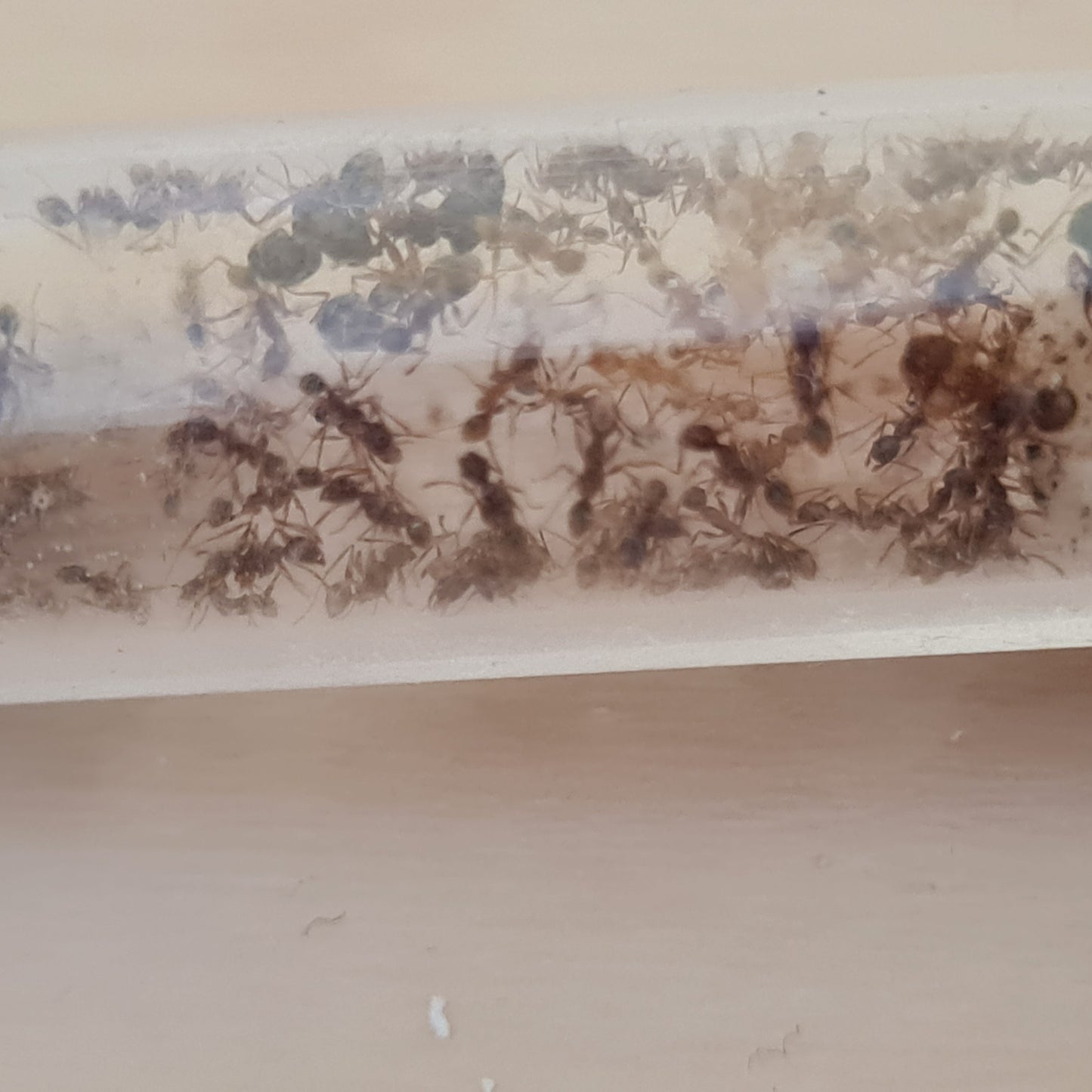 Pheidole nodus Arbeiterinnen im Nest mit Brut im Hintergrund
