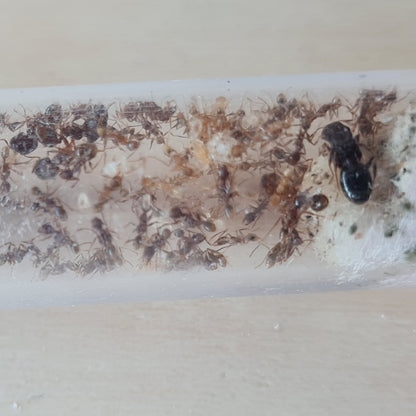 Pheidole nodus Nest mit Königin und Arbeiterinnen in Nahaufnahme