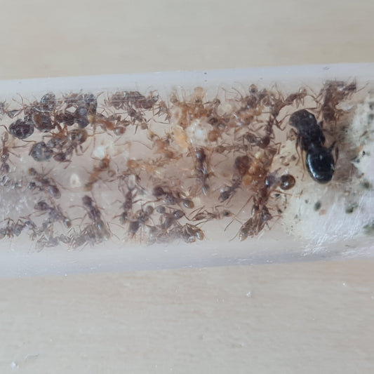 Pheidole nodus Nest mit Königin und Arbeiterinnen in Nahaufnahme