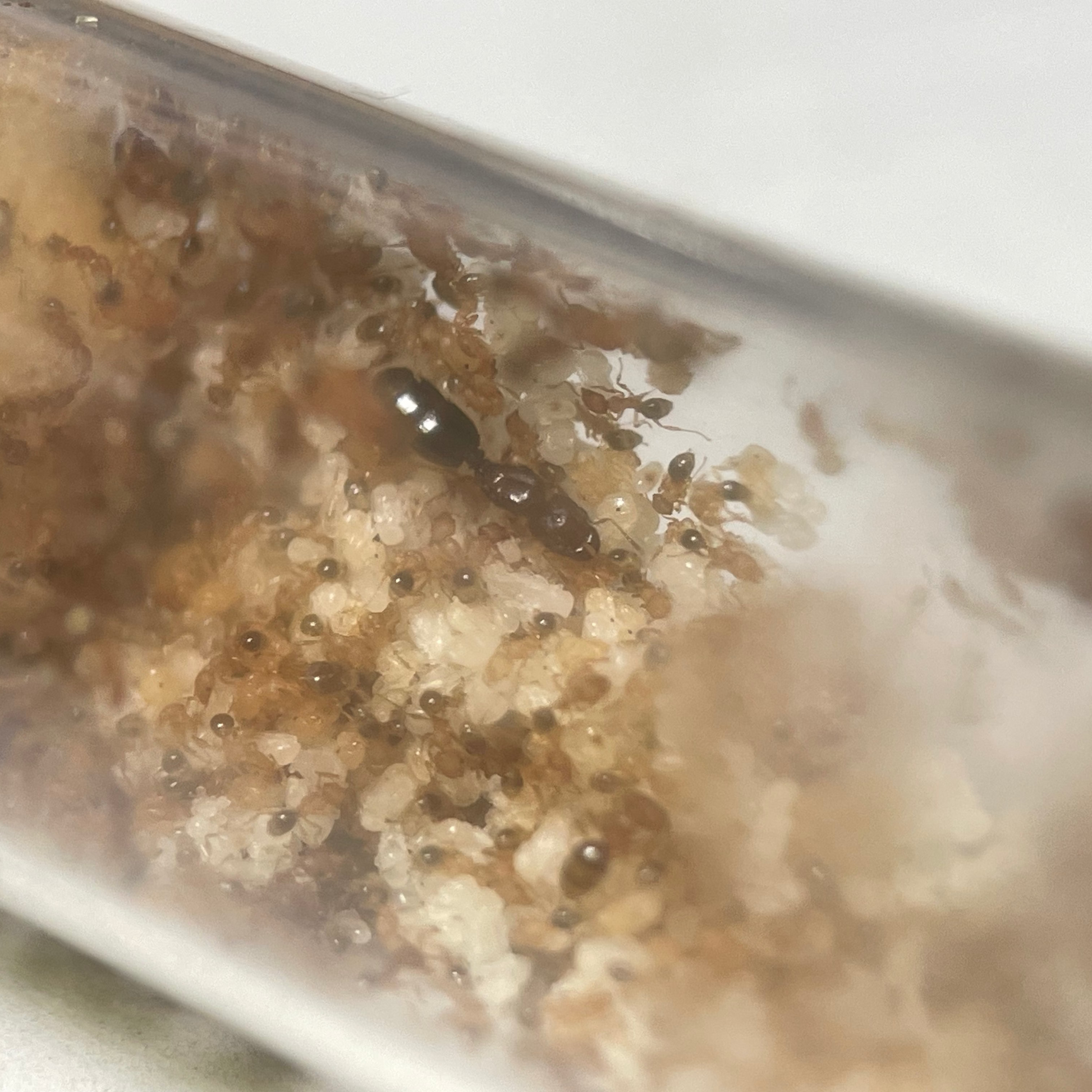 Pheidole parva Nest mit der Königin in der Mitte und vielen Arbeiterinnen und Brut