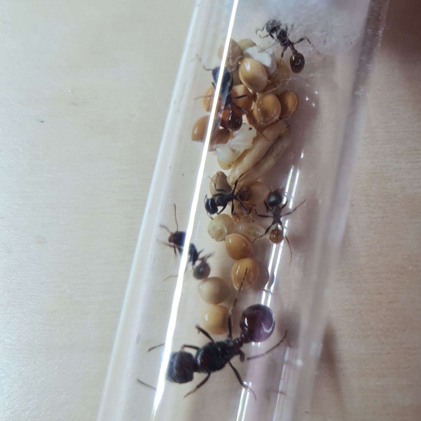 Pogonomyrmex_rugosus