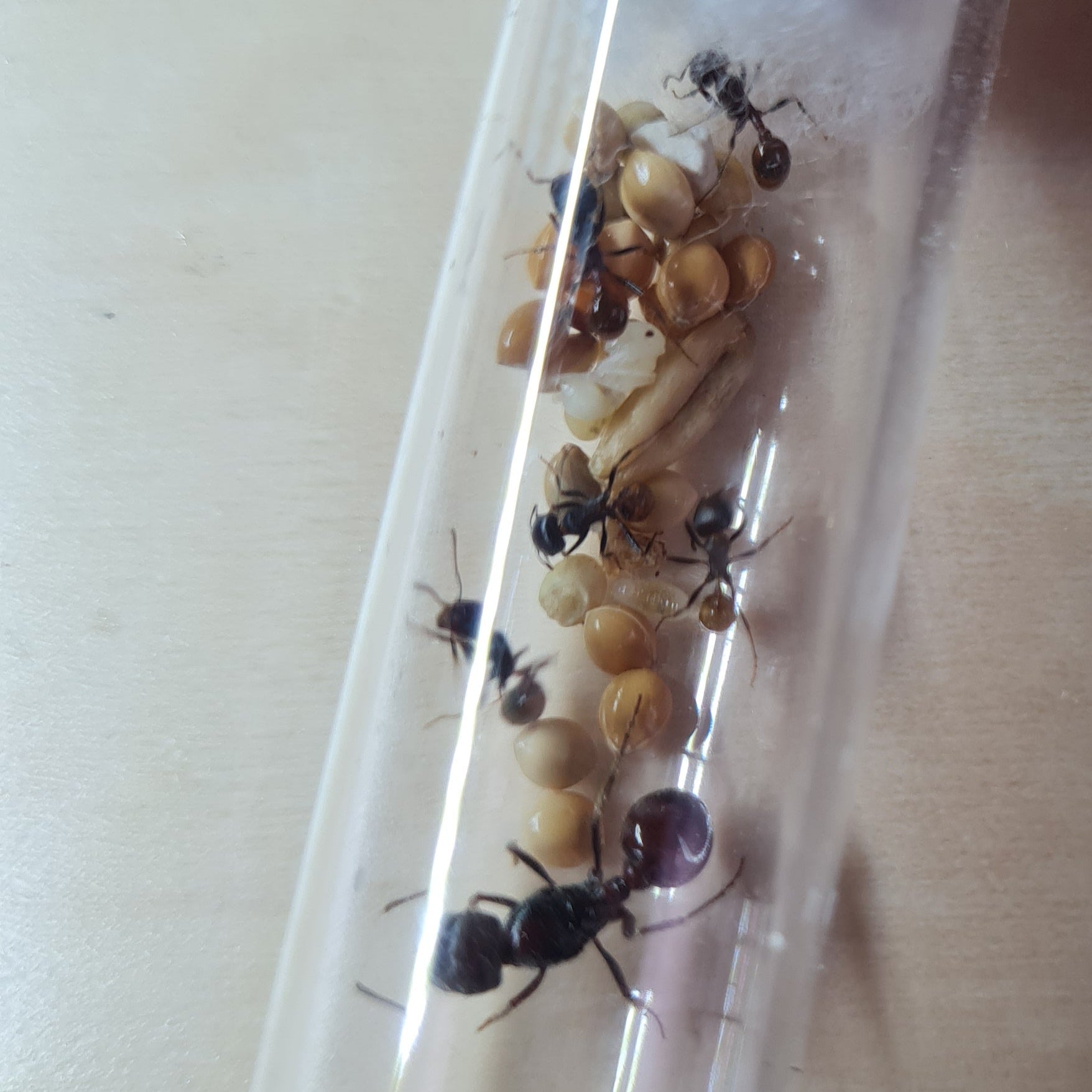 Pogonomyrmex_rugosus