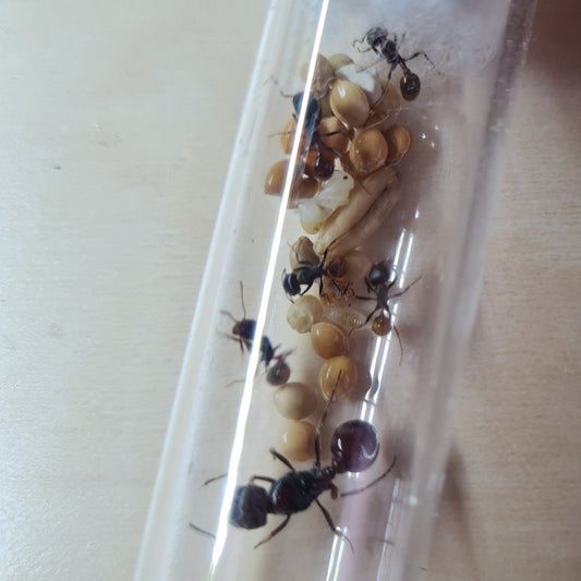 Pogonomyrmex_rugosus