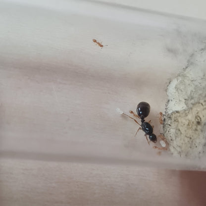 Solenopsis fugax Knigin mit ersten Arbeiterinnen und wenig Larven in Ihrem ersten Nest
