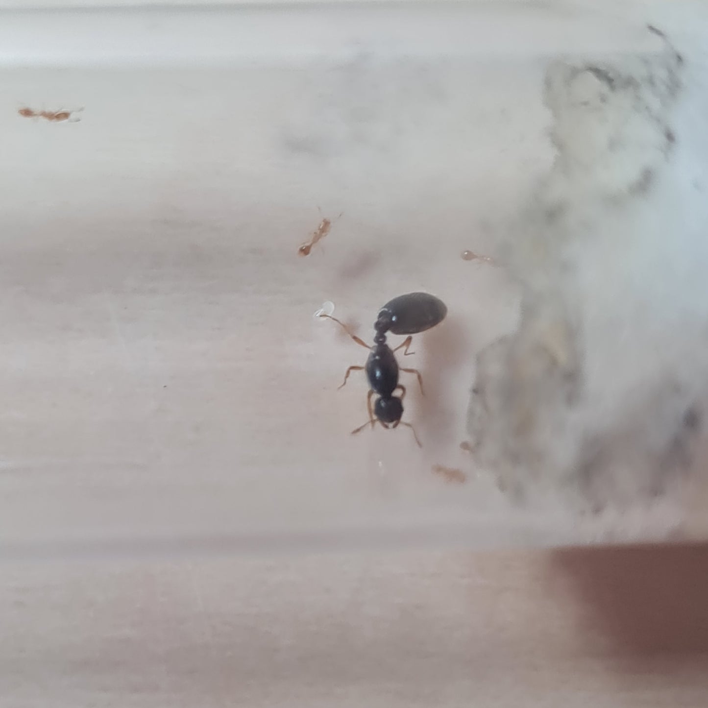 Solenopsis fugax Königin im Nest mit ihren ersten Arbeiterinnen