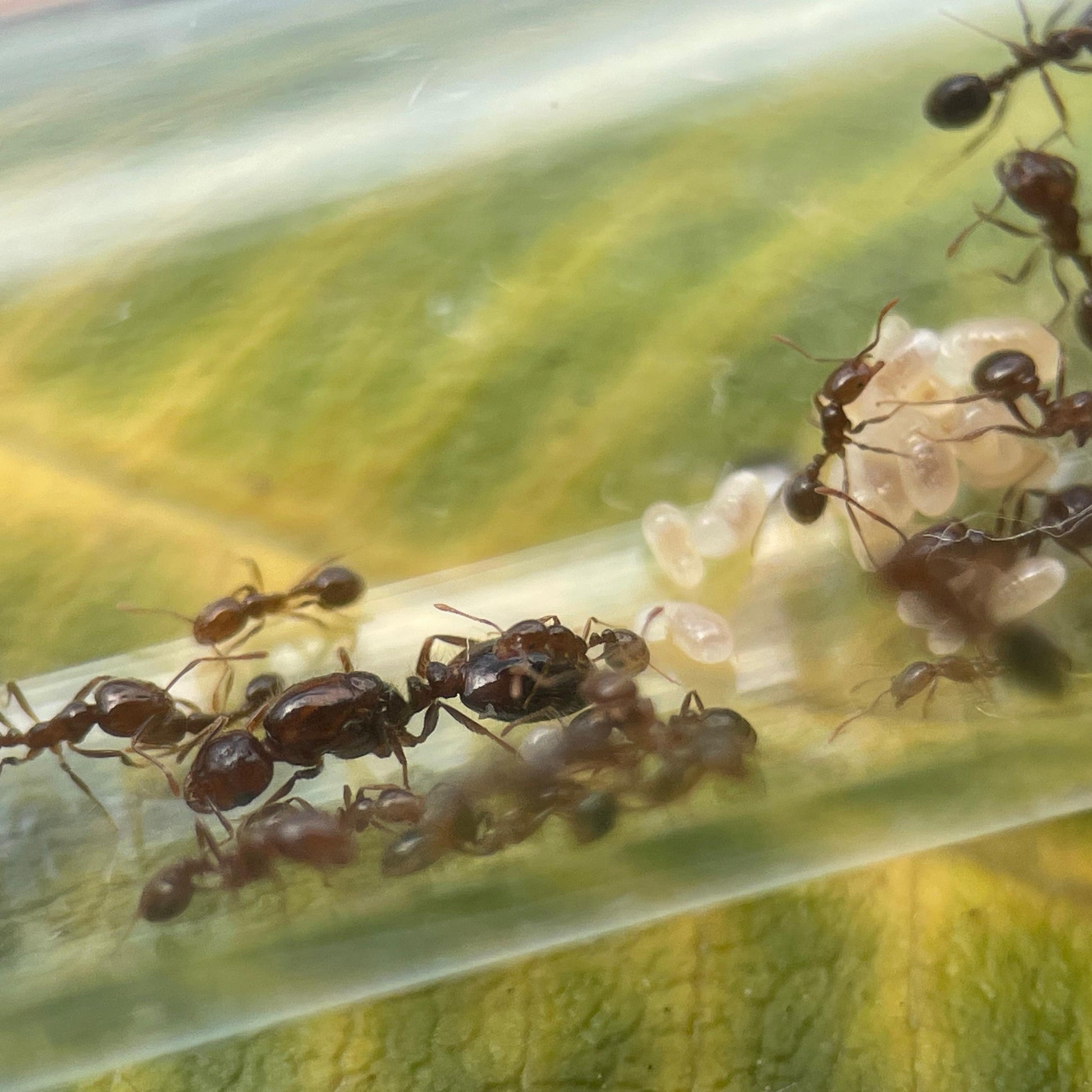 Solenopsis gayi Nest mit gut sichtbaren Arbeiterinnen, Königin und  Brut