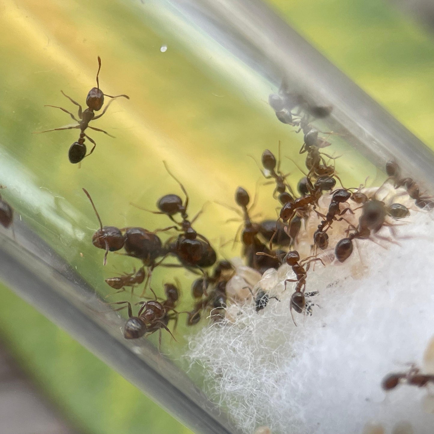 Solenopsis gayi Arbeiterinnen in Nahaufnahme in ihrem Nest