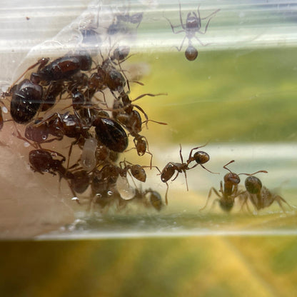 Solenopsis gayi Nest mit zwei Königinnen und ihren Arbeiterinnen und Larven