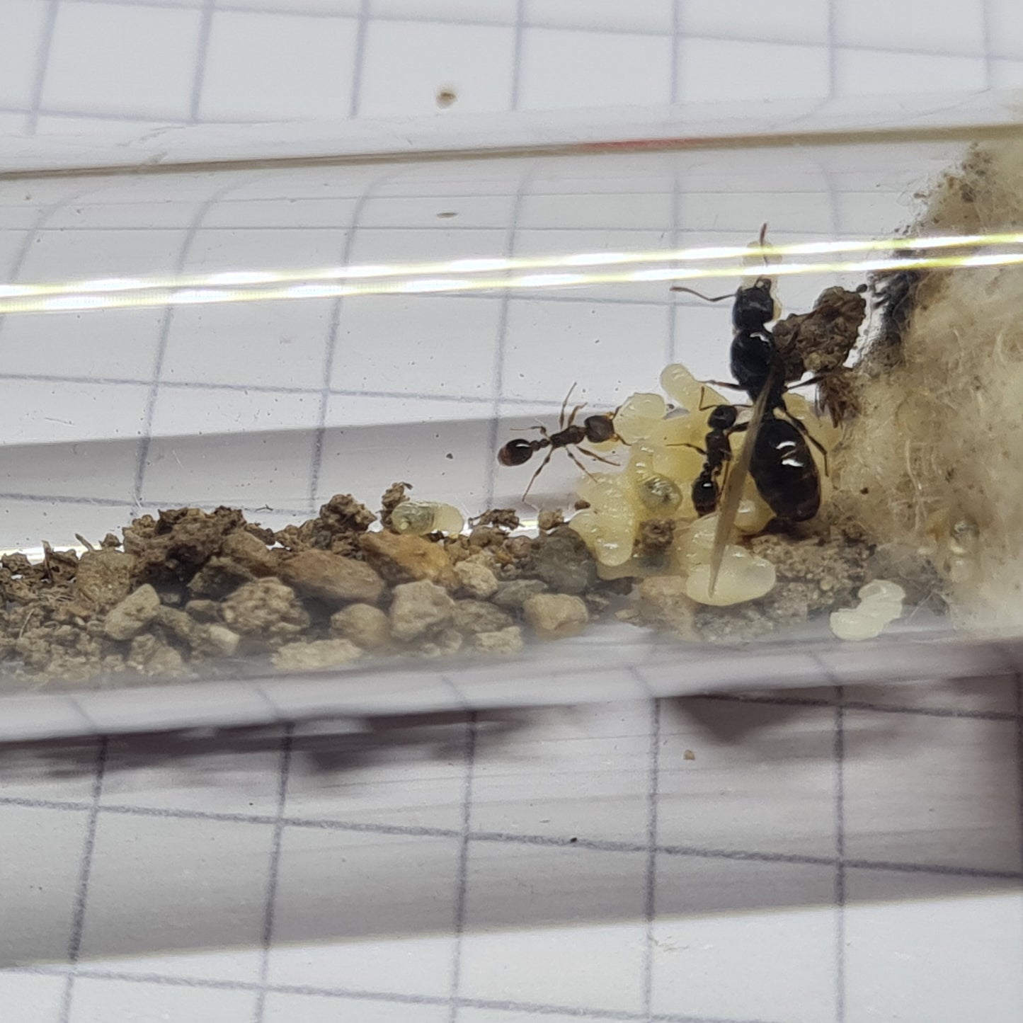 Tetramorium sp. Deutschland kurz nach der erfolgreichen Gründung und mit viel Brut