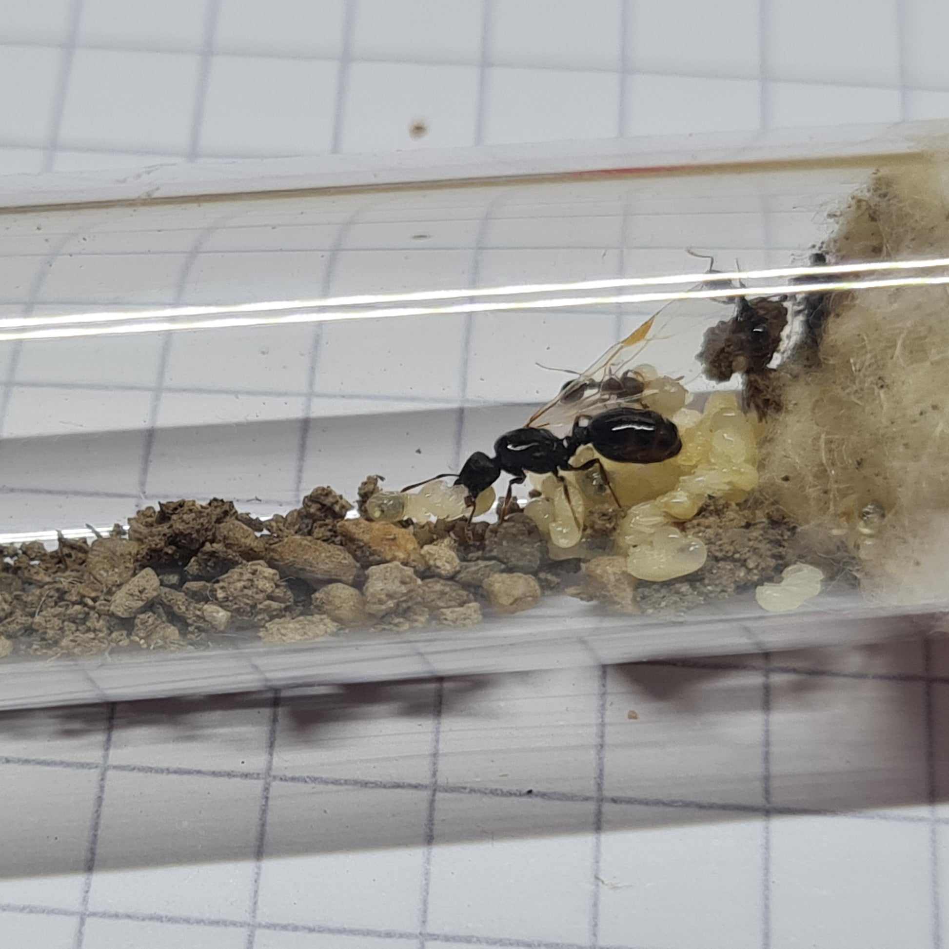 Tetramorium sp. Deutschland im Nest mit viel Brut