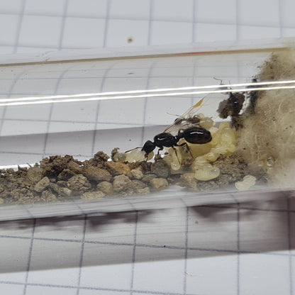 Tetramorium sp. Deutschland im Nest mit viel Brut